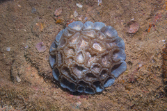 Astraeosmilia maxima