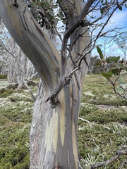 Eucalyptus subcrenulata