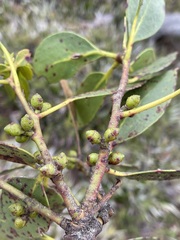 Eucalyptus subcrenulata