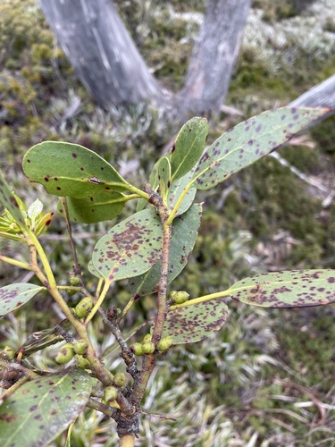 Image of Eucalyptus subcrenulata by (c) Matt Berger, some rights reserved (CC BY)