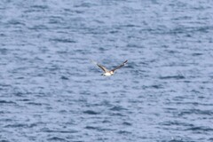 Stercorarius pomarinus