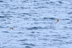 Stercorarius pomarinus