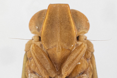 Neocolpoptera nemonticolens