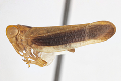 Neocolpoptera nemonticolens