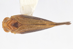 Neocolpoptera nemonticolens