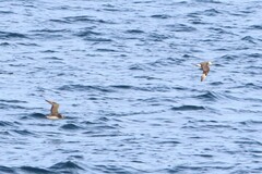 Stercorarius pomarinus