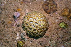 Astraeosmilia maxima