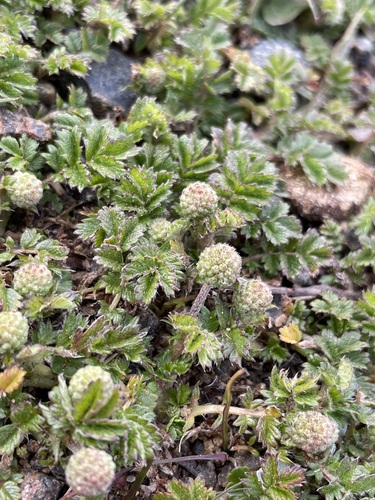 Acaena montana (Acaena montana)