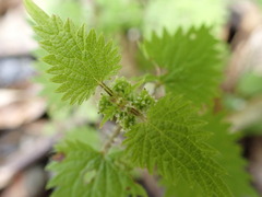 Urtica sykesii
