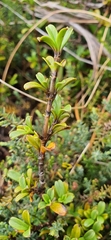 Coprosma crenulata