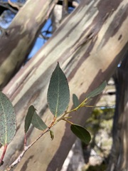 Eucalyptus coccifera