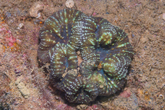 Acanthastrea pachysepta