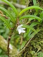 Angraecum pectinatum