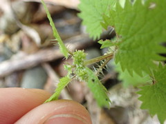 Urtica sykesii
