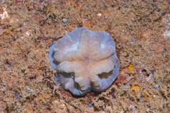 Astraeosmilia maxima