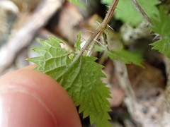 Urtica sykesii