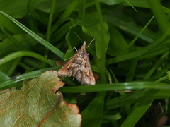 Diasemia accalis