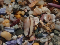 Purpuradusta gracilis