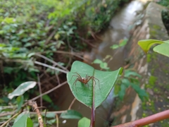 Oxyopes