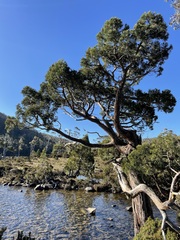 Athrotaxis cupressoides