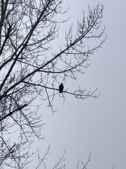 Haliaeetus leucocephalus washingtoniensis