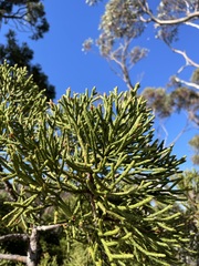Athrotaxis cupressoides