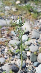 Cryptantha flaccida
