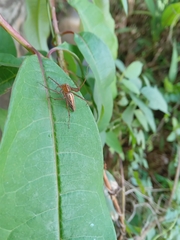 Oxyopes