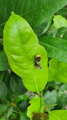 Papilio demodocus demodocus