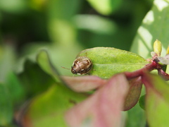 Eysarcoris guttigerus