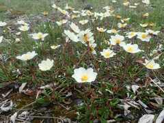 Dryas integrifolia