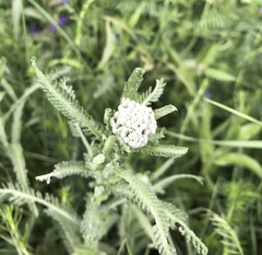 Achillea pannonica