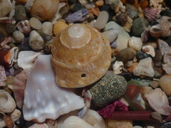 Bellastraea squamifera