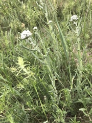 Achillea pannonica