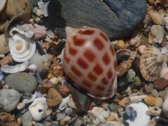 Phalium areola
