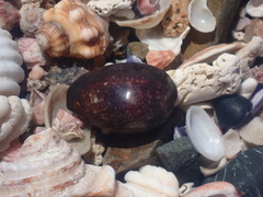 Monetaria caputserpentis