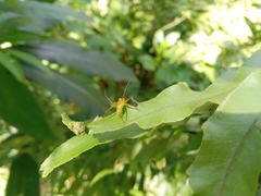 Oxyopes