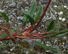 Dryas integrifolia