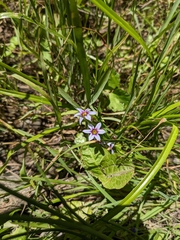 Sisyrinchium rosulatum