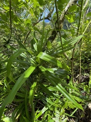 Freycinetia arborea