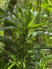 Freycinetia arborea
