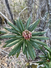 Telopea truncata