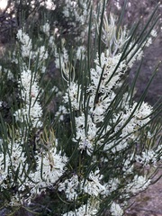 Hakea lissosperma