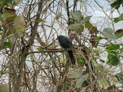 Coracina caledonica caledonica