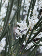 Hakea lissosperma