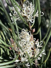 Hakea lissosperma