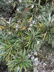 Olearia pinifolia