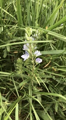 Veronica austriaca