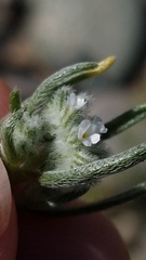 Cryptantha flaccida
