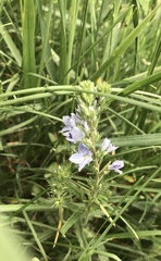Veronica austriaca